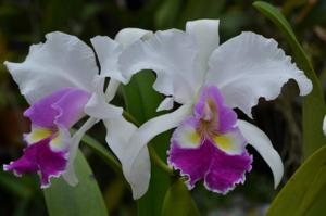 Cattleya hardyana
