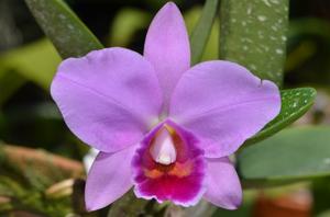 <i>Cattleya</i> Christmas Bouquet