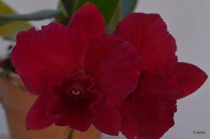 Rhyncholaeliocattleya Louise Clarke