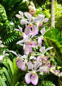 <i>Aranda</i> Prapin