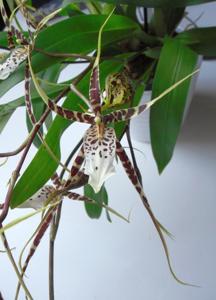 Brassidium Spider Star