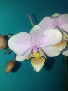 <i>Phalaenopsis</i> Pinlong Cheris