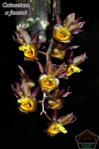 Catasetum faustoi
