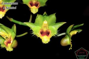 Catasetum faustoi