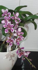Sartylis Bravehart