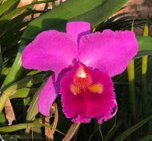 Rhyncholaeliocattleya Memoria Crispin Rosales