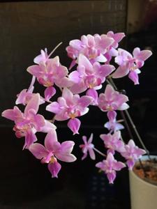 <i>Phalaenopsis</i> Veitchiana