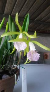Brassocattleya Nodata