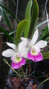 Brassocattleya Hawaii Stars