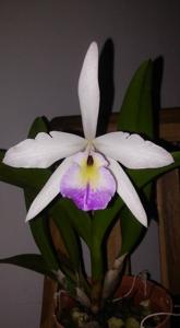Brassolaeliocattleya Portobelo
