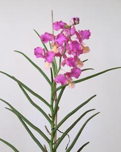 Papilionanda Josephine van Brero