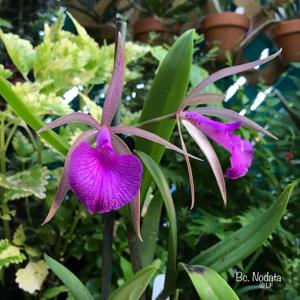 Brassocattleya Nodata