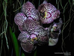 Vanda Kulwadee Fragrance