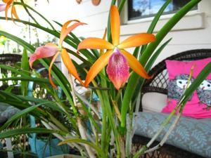 <i>Brassocatanthe</i> Sidney Bones