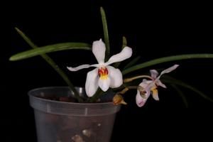 <i>Holcanthera</i> Fcf's Huahuo