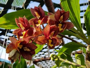 Catasetum Dark Tale