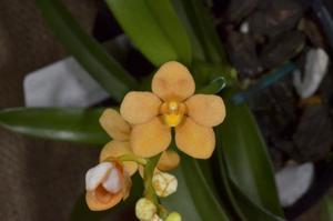 Sarcochilus Xanthia