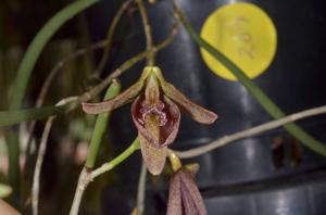 Dendrobium Red Devil