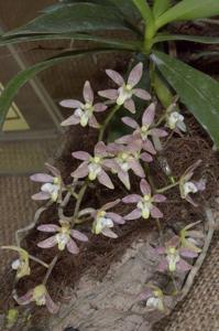 <i>Plectochilus</i> Kilgra