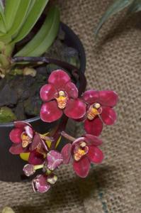 Sarcochilus Magic