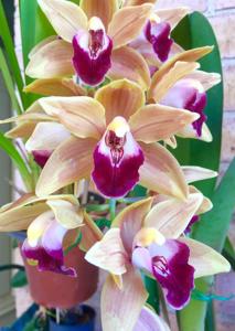 Cymbidium Memoria Amelia Earhart