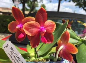 Phalaenopsis Pylo's Joey