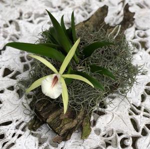 Brassocattleya Chariya