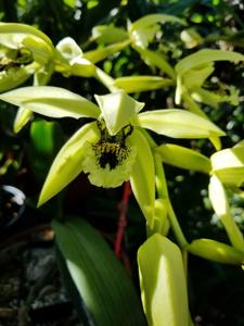 Coelogyne Burfordiense
