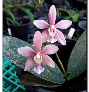 <i>Phalaenopsis</i> Britannia