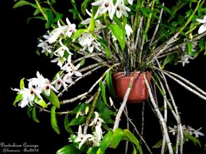 Dendrobium Cassiope