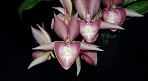 Catasetum Dreamboat