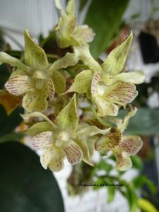 Dendrobium Lutin Blanc