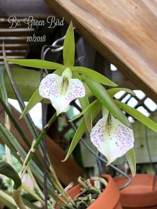 Brassocattleya Green Bird