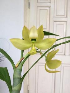 <i>Cycnoches</i> Mass Confusion