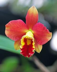 Rhyncholaeliocattleya Chief Jewel
