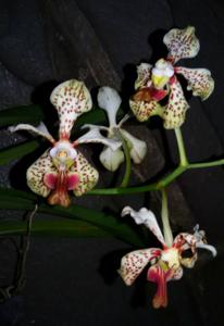 Vanda Mariannae