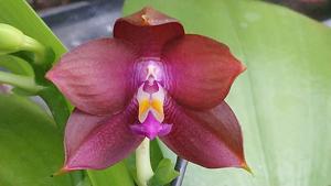 <i>Phalaenopsis</i> Zheng Min Spruce