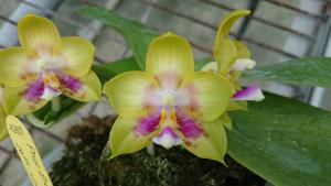 Phalaenopsis Zheng Min Violet