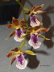 Propescapetalum Glicky