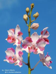 Papilaenopsis Hao Xiang Ni