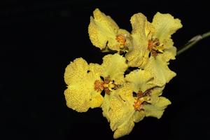 Zelemnia Midas
