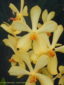 <i>Aranda</i> Yellow Star