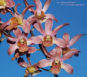 <i>Dendrobium</i> Jairak Min