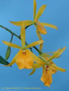 Brassoepidendrum Sarah Jean Hill