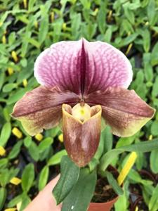 <i>Paphiopedilum</i> Thanksgiving