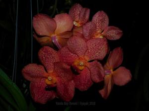 Vanda Bay Sunset