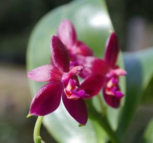 Phalaenopsis Valentinii