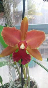 Cattleya Elizabeth Fulton