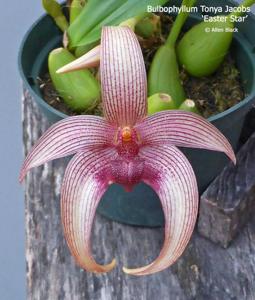 <i>Bulbophyllum</i> Tonya Jacobs