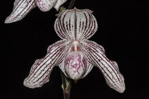 Paphiopedilum Woluwense